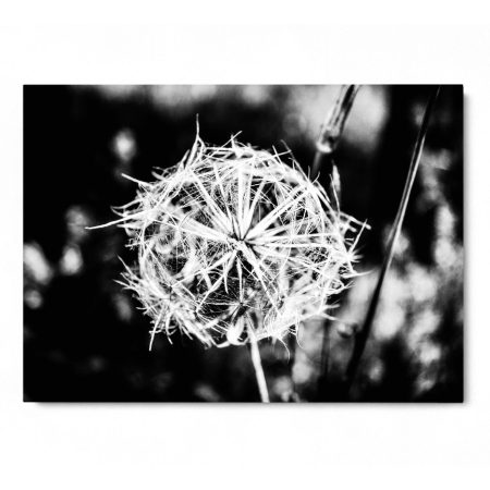 Dandelion B&W [2]