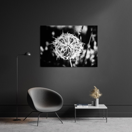 Flowers - Dandelion B&W