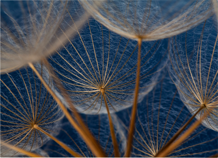 Dandelion Close Up [2]