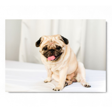 Happy Pug Landscape [2]