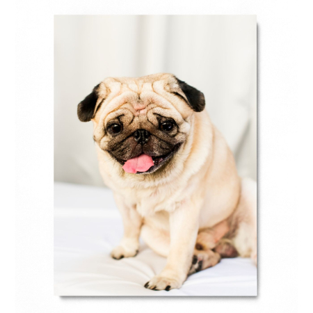 Happy Pug Portrait [2]