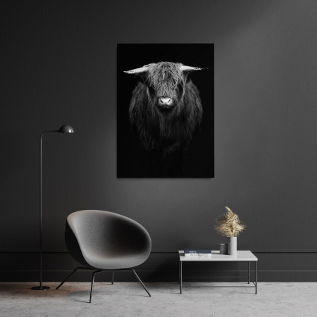 Highland Calf Portrait [1]