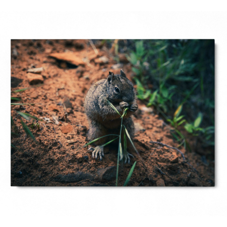 Hungry Squirrel Landscape [2]