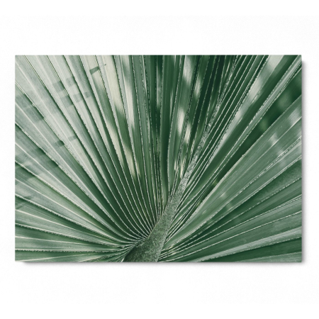 Palm Leaf [2]