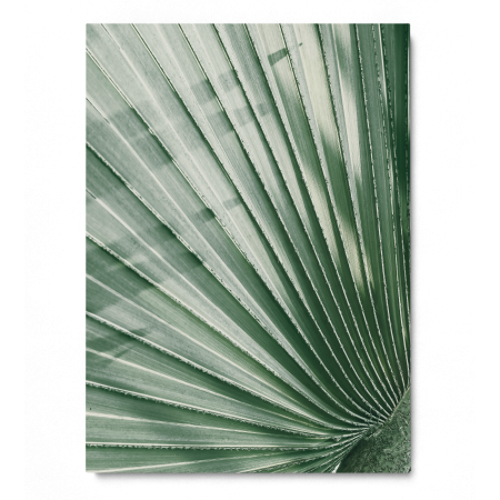 Palm Leaf [2]