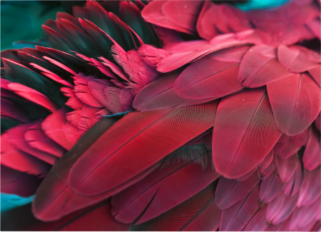 Parrot Close Up Landscape [2]