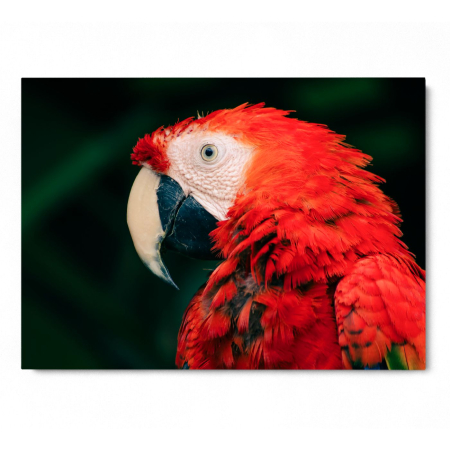 Parrot Landscape [2]