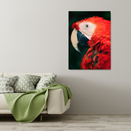 Parrot Portrait [1]