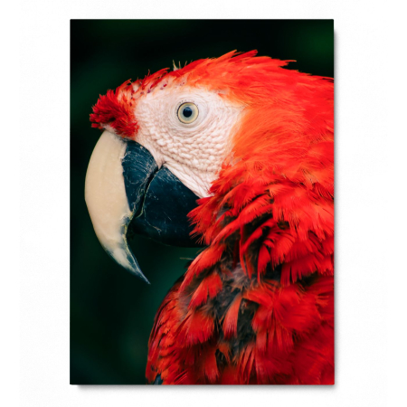 Parrot Portrait [2]