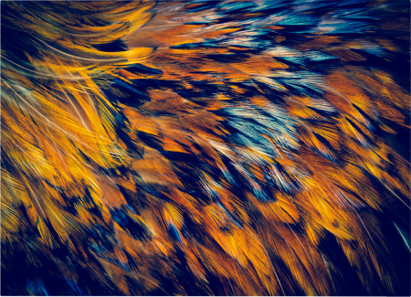 Plumage Landscape [2]