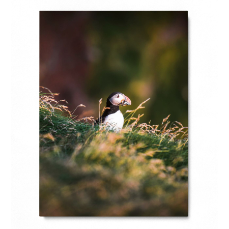 Puffin Portrait [2]