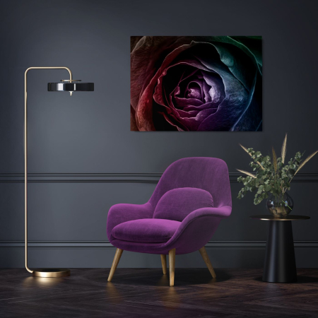 Flowers - Rose on focus