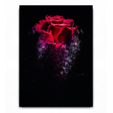 Rose sandstorm Red [1]