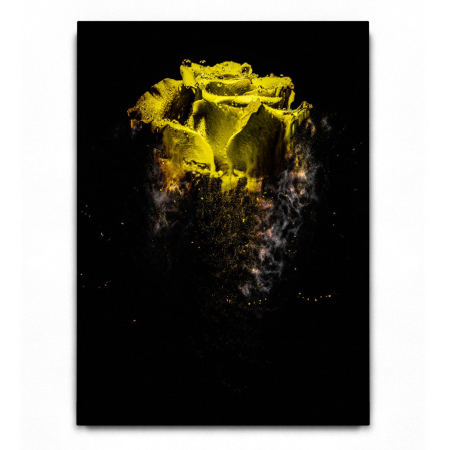 Rose sandstorm Yellow [1]