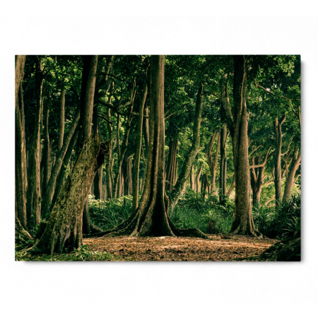 Tropical Forest India [2]