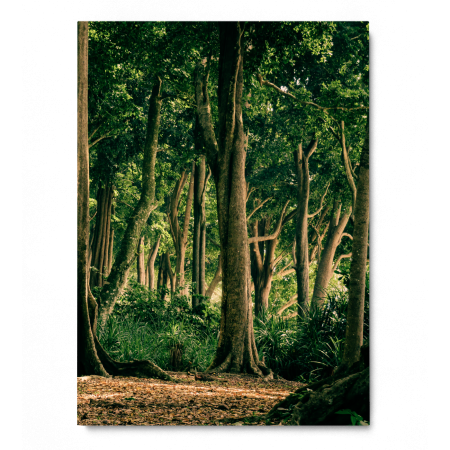 Tropical Forest India [3]