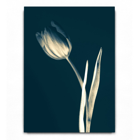 Tulip Blue [1]