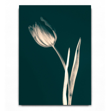 Tulip Green [1]
