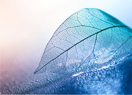 Water Leaf [2]