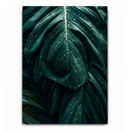 Wet Monstera [2]