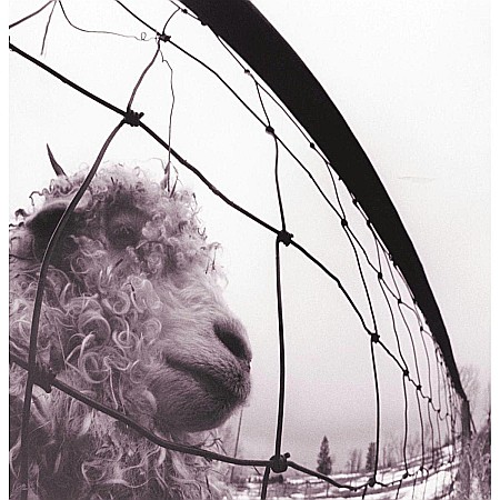 Vinyl - Pearl Jam-vs. (Remastered)-LP