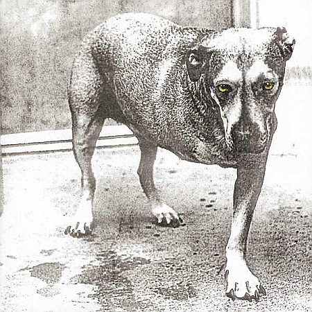 Muzica - Alice In Chains-Alice In Chains-CD