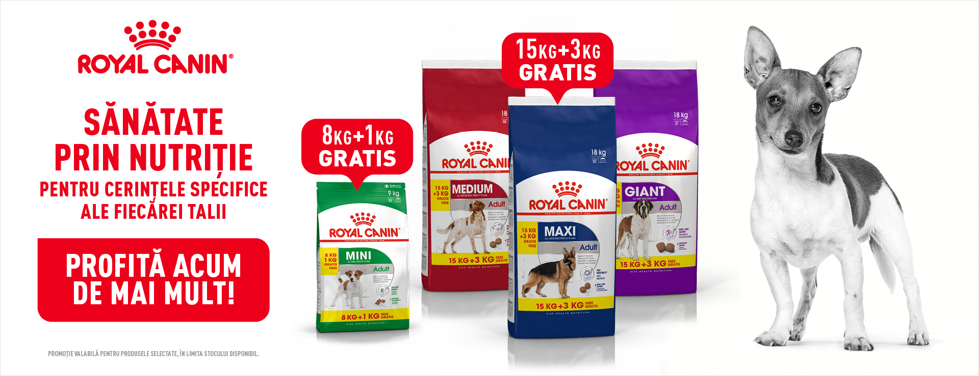 Promo Royal Canin Rase