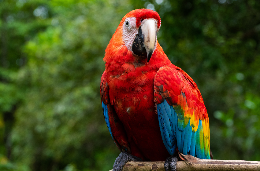 Papagalii - Ghidul complet pentru alegerea, îngrijirea și fericirea lor