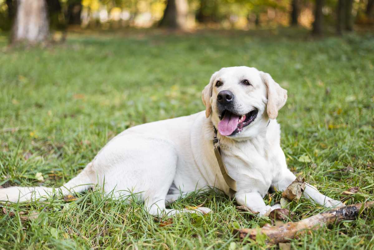 Tratarea animalului în cazul mușcăturii de căpușă
