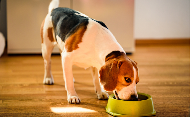 Ce trebuie să conțină dieta echilibrată a unui câine sau pisici