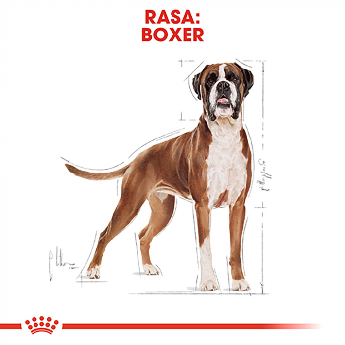 Hrana uscata pentru caini Royal Canin Boxer Adult, 12kg [6]