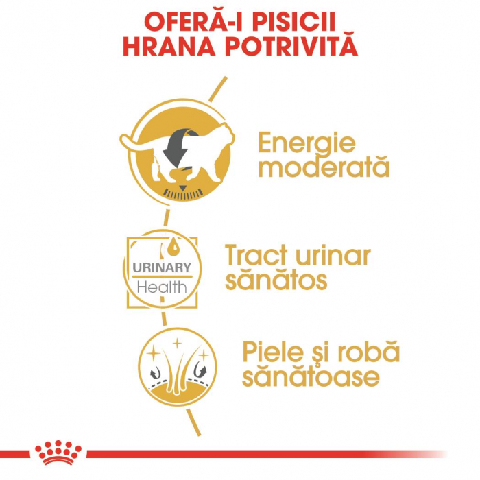 Hrana umeda pentru pisici Royal Canin British Shorthair Adult, 12 x 85g [2]