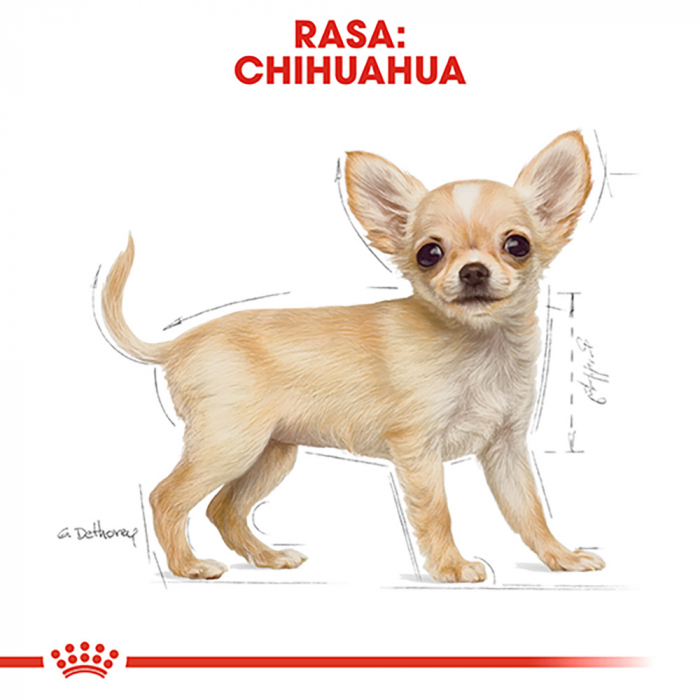 Hrana uscata pentru caini Royal Canin Chihuahua Puppy, Junior, 1.5kg [7]