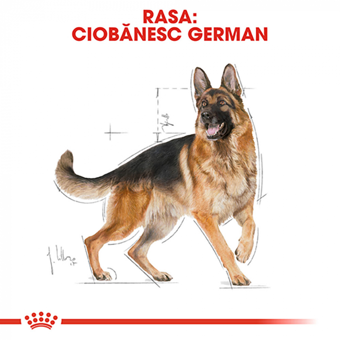 Royal Canin German Shepherd Adult hrana uscata caine Ciobanesc German, 11 kg [6]