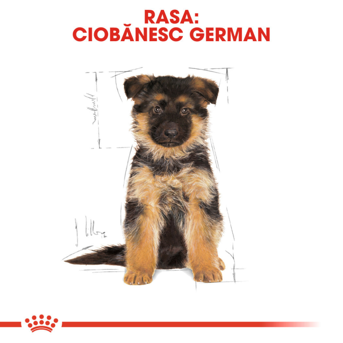 Royal Canin German Shepherd Puppy  hrana uscata caine junior Ciobanesc German, 1 kg [5]