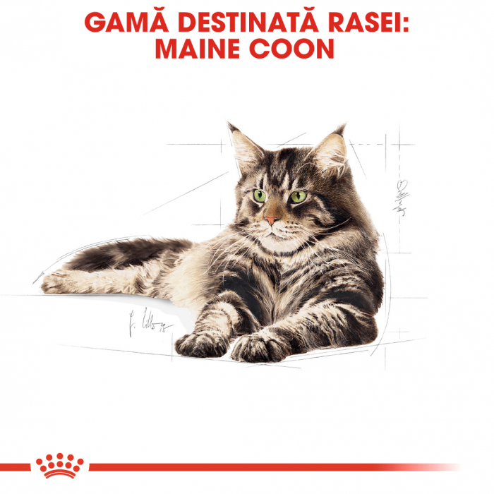 Royal Canin Maine Coon Adult hrana uscata pisica, 10 kg [4]