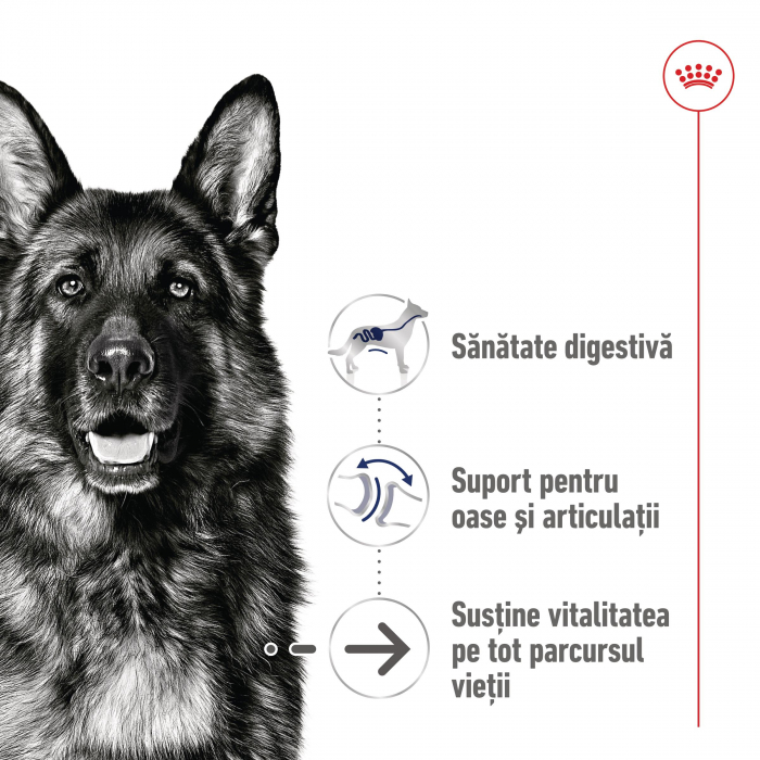 Royal Canin Maxi Ageing 8+ hrana uscata caine senior, 15 kg [5]
