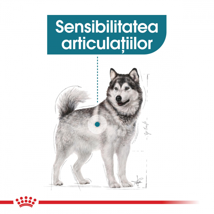 Royal Canin Maxi Joint Care Adult hrana uscata caine, ingrijirea articulatiilor, 10 kg [4]