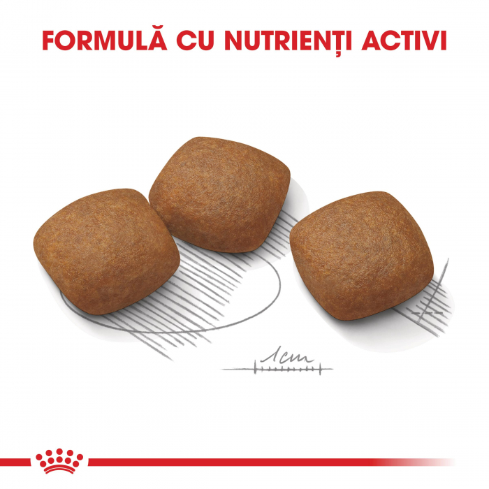 Royal Canin Maxi Joint Care Adult hrana uscata caine, ingrijirea articulatiilor, 10 kg [5]