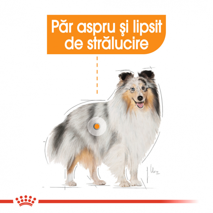 Royal Canin Mini Coat Care Adult hrana uscata caine, blana sanatoasa si lucioasa, 3 kg [5]