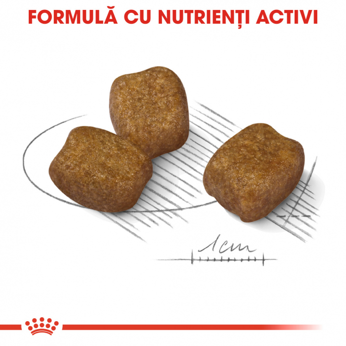 Royal Canin Mini Dental Care Adult hrana uscata caine, reducerea formarii tartrului, 1 kg [5]