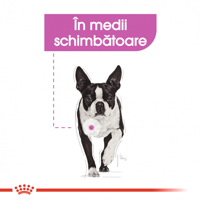 royal-canin-mini-relax-care-adult-hrana-uscata-caine-adaptare-la-schimbari-1-kg [5]