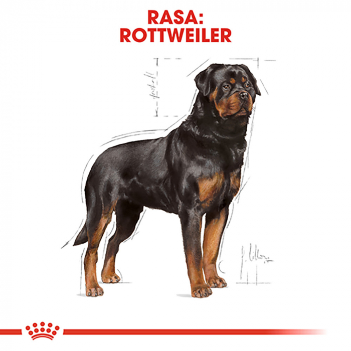 Hrana uscata pentru caini Royal Canin Rottweiler Adult, 3kg [6]