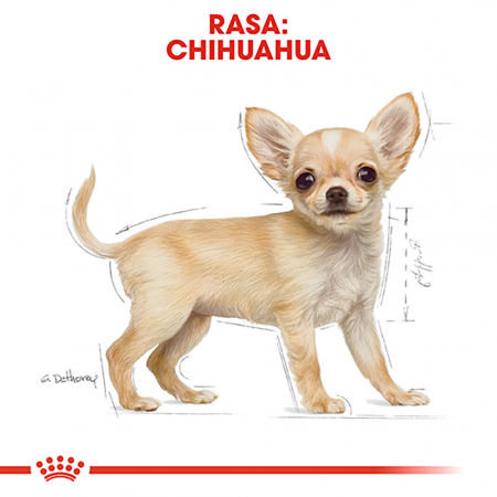 Hrana uscata pentru caini Royal Canin Chihuahua Puppy, Junior, 1.5kg [6]