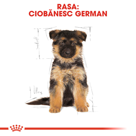 Royal Canin German Shepherd Puppy  hrana uscata caine junior Ciobanesc German, 1 kg [4]