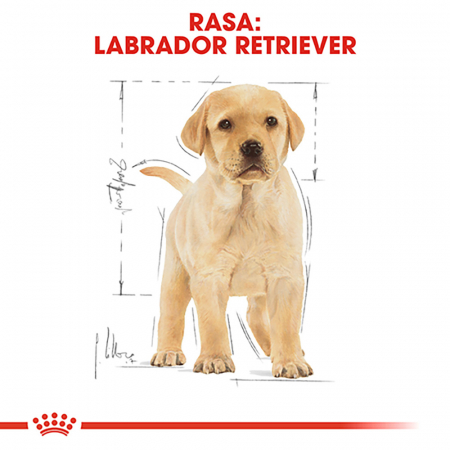 Royal Canin Labrador Puppy hrana uscata caine junior, 3 kg [4]