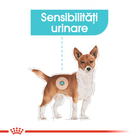 Royal Canin Mini Urinary Care hrana uscata caine, sanatatea tractului urinar, 1 kg [4]