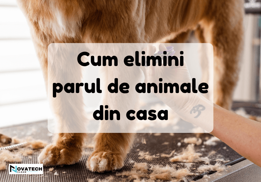 Cum elimini parul de animale si pastrezi curatenia cu Kirby