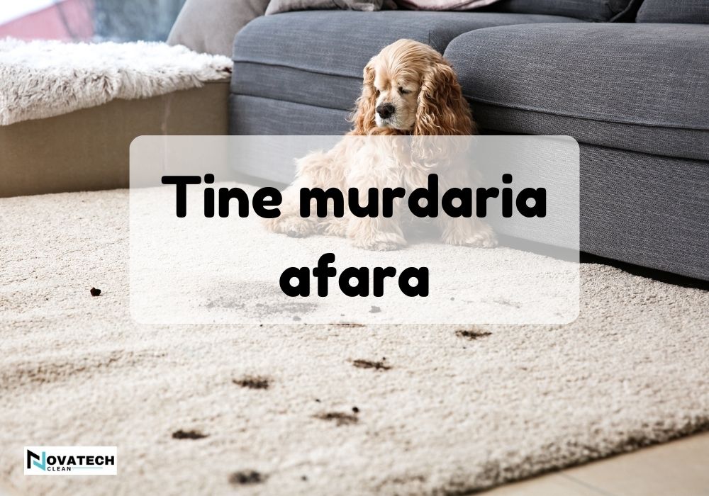 Cum sa tii murdaria afara din casa. Sfaturi simple si produse Kirby care te ajuta