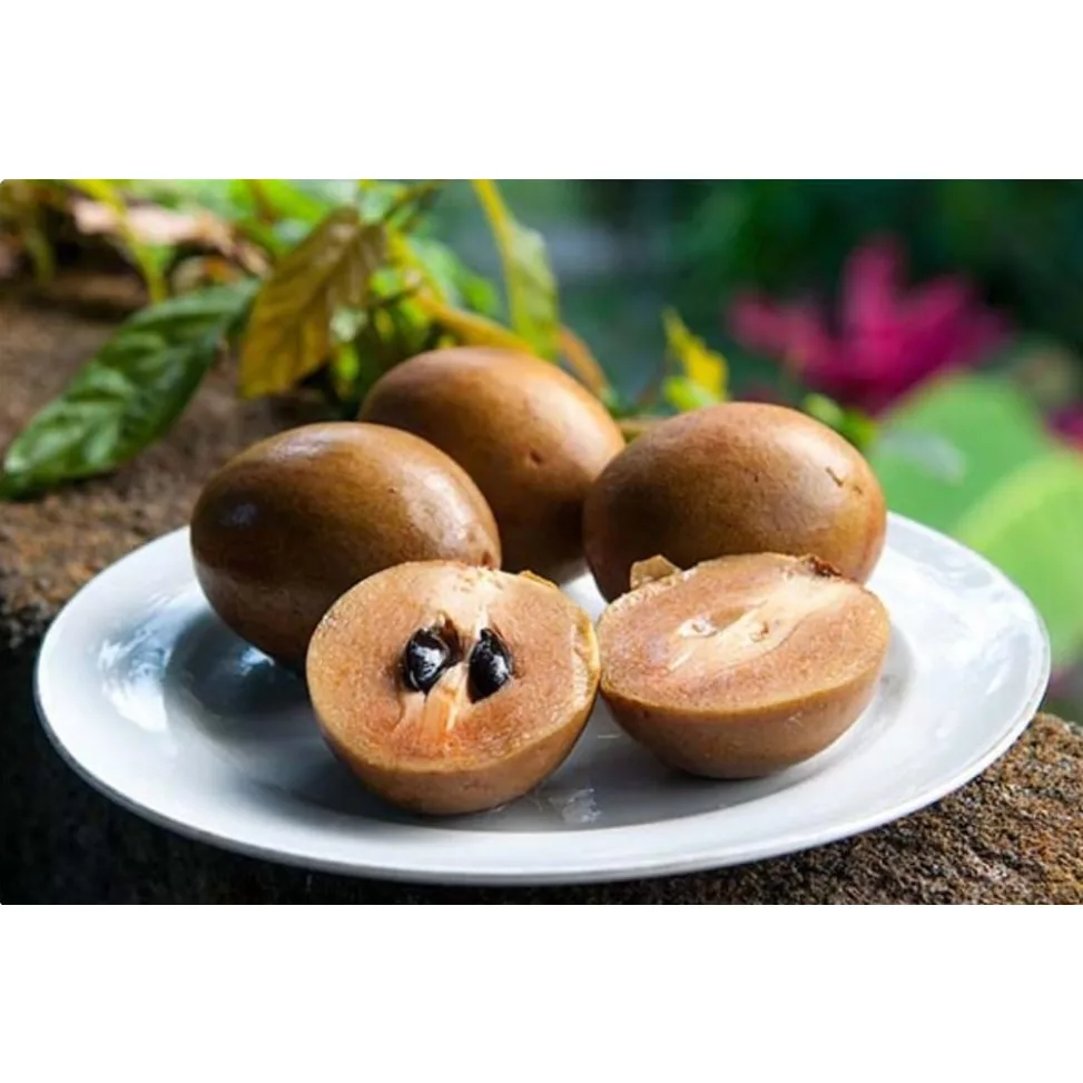 Sapodilla [1]